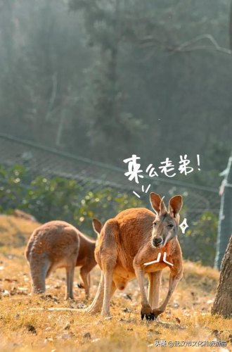 野生动物园用什么镜头？深圳野生动物园有什么动物